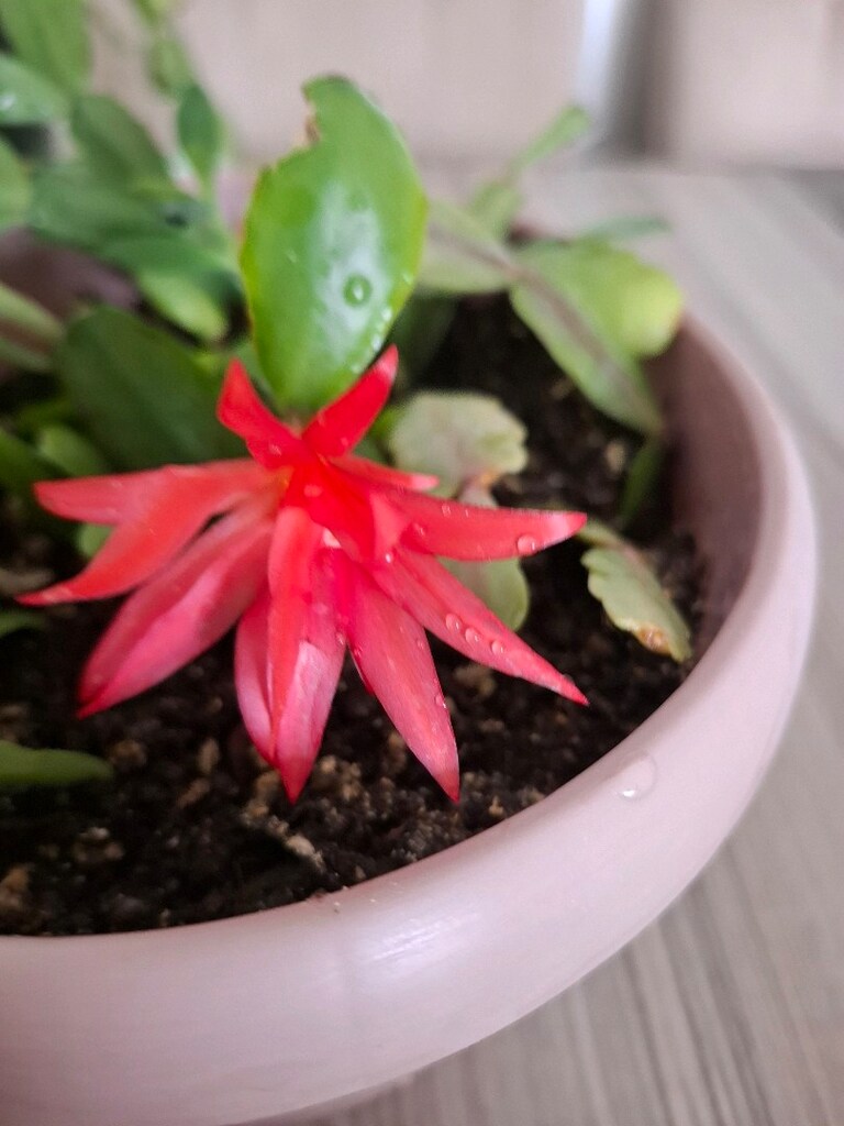 Canlı çiçekler ( tanesi 250₺) - 11