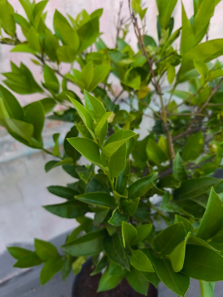 Limon Ağacı - 2