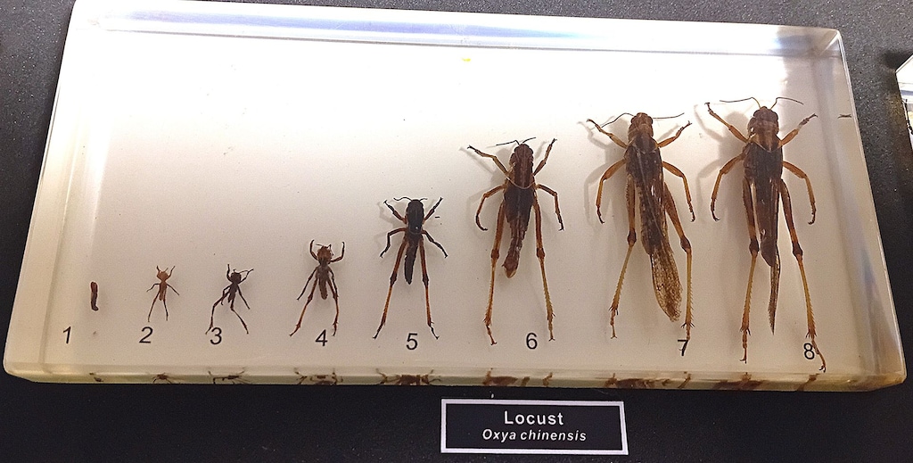Gerçek Böcek Koleksiyonu Entomoloji Seti | Eğitim & Dekoratif- Çantalı - 6
