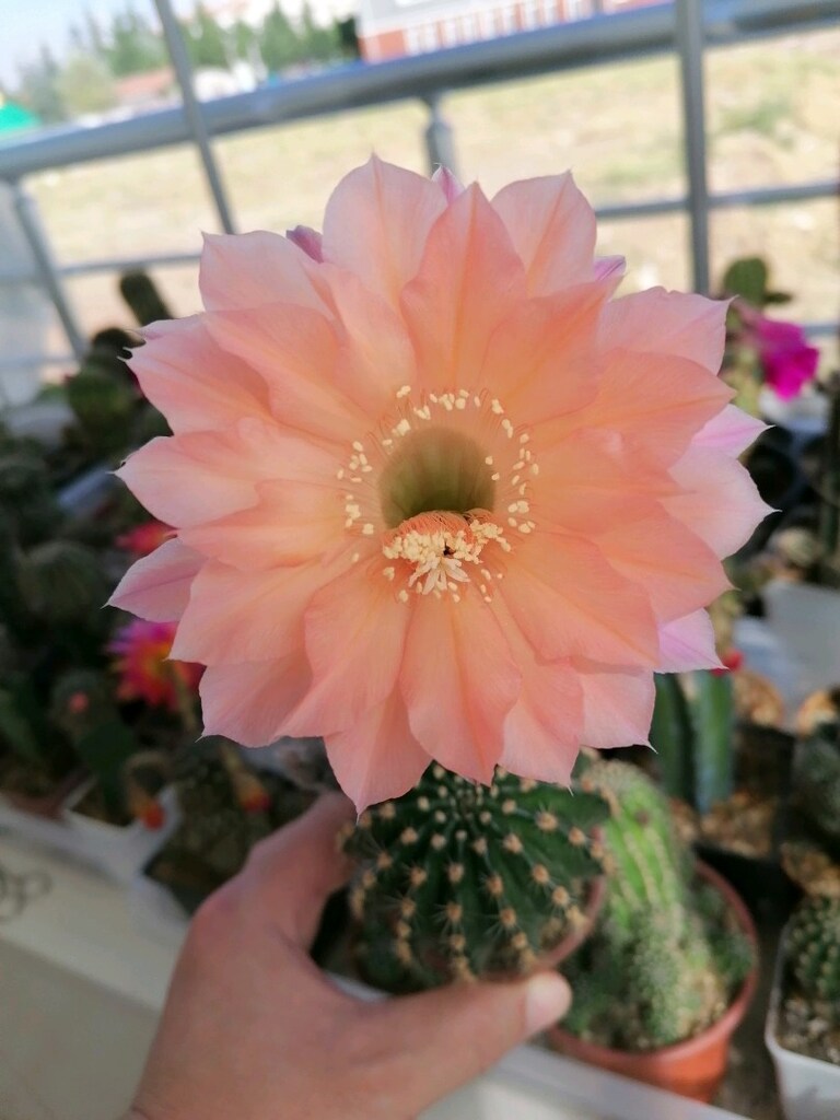 Echinopsis Hibrit - 3