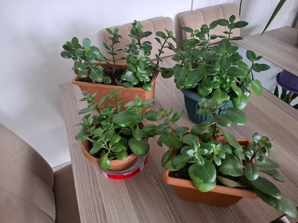 kalanşo çiçekleri ( Tanesi 250₺) - 11