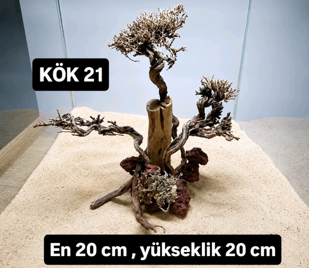 Moss ağaç çeşitleri - 8