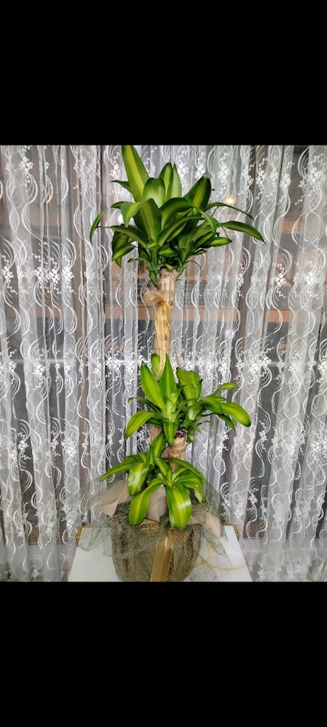 Büyük boy yucca salon ofis dükkan çiçeği - 6