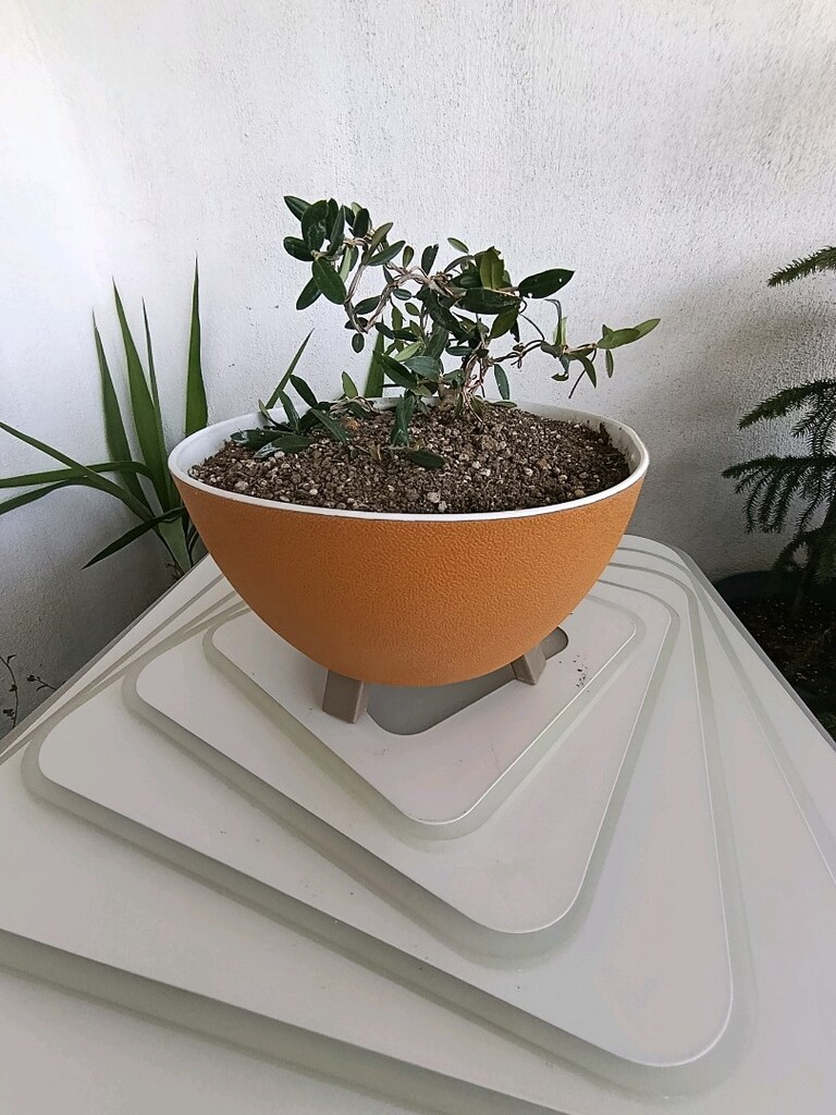 bonsai - 4