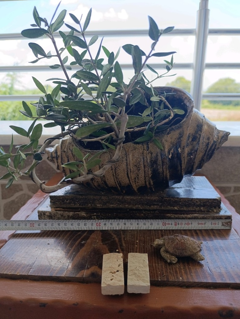 zeytin bonsai - 6