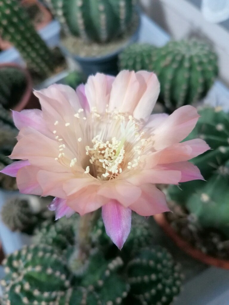 Echinopsis Hibrit - 6