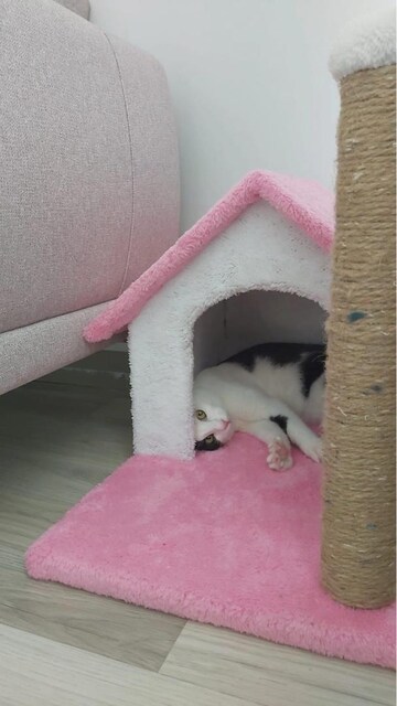 kedi evi