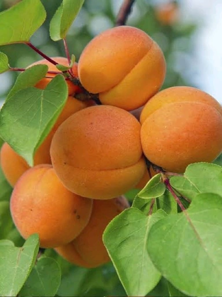 Kendi tarlamızın Kayısıları(Açıklamayı okuyun)