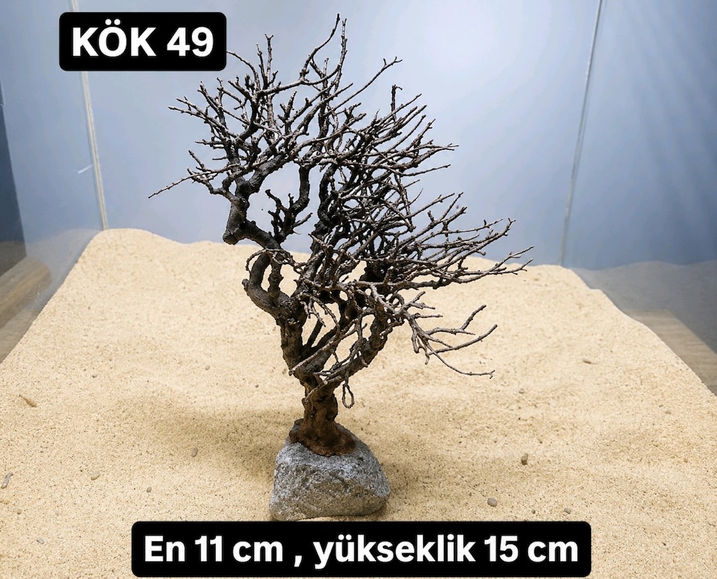 Moss ağacı - 20