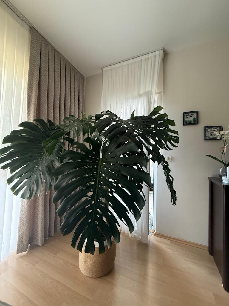 Büyük Boy Monstera (Deve Tabanı) – Sağlıklı ve Gösterişli