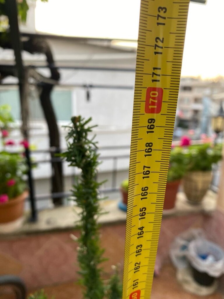 çam agacı - 5