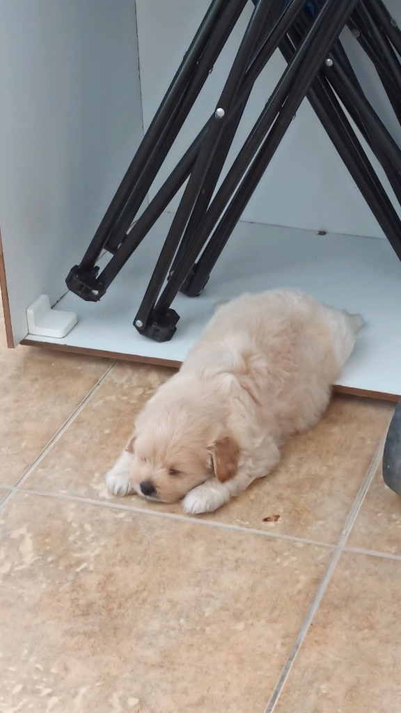 maltipoo - 2