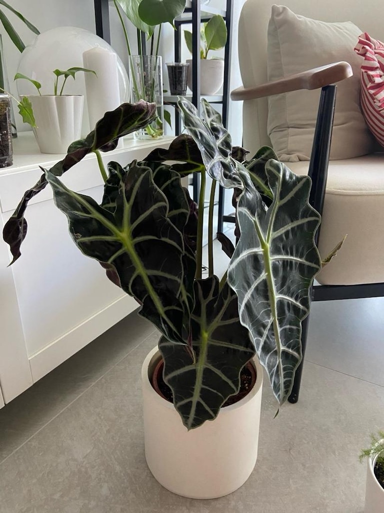 canlı salon bitkisi alocasia polly - 3