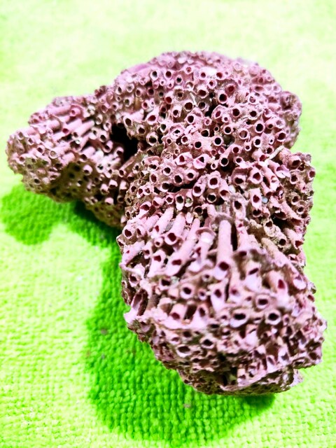 HAKİKİ DOĞAL KIRMIZI MERCAN 88GR.