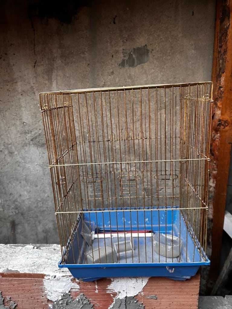 kuş kafasi birisi papagan birisi muhabbet kuşu kafesi - 3
