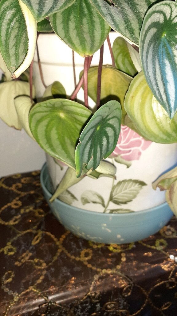 peperomia (zümrüt) çiçegi - 3