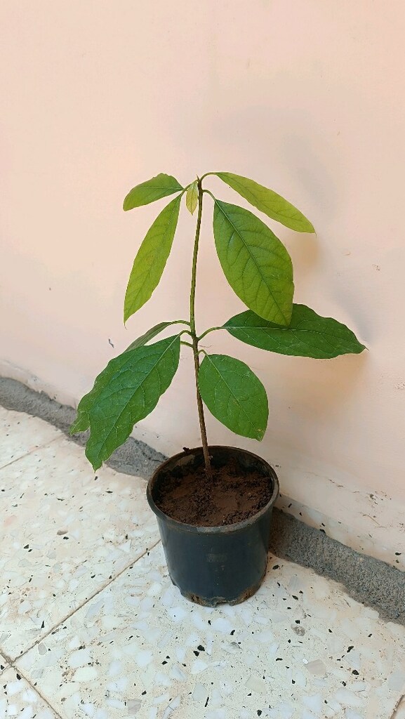 2 Adet Avakado ağacı - 4