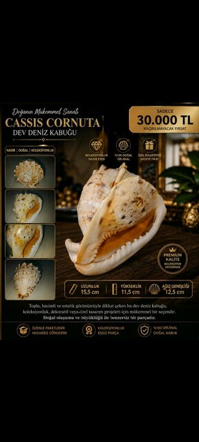 Cassius cornuta deniz kabuğu