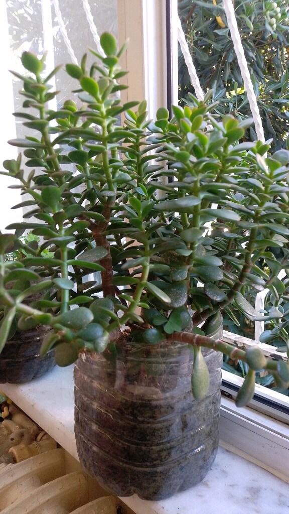 PARA ÇİÇEĞİ - CRASSULA OVATA - YEŞİM AĞACI - 2
