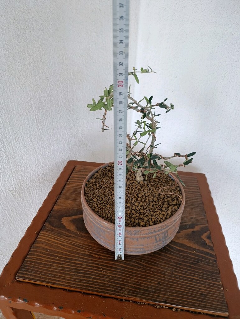 bonsai - 4