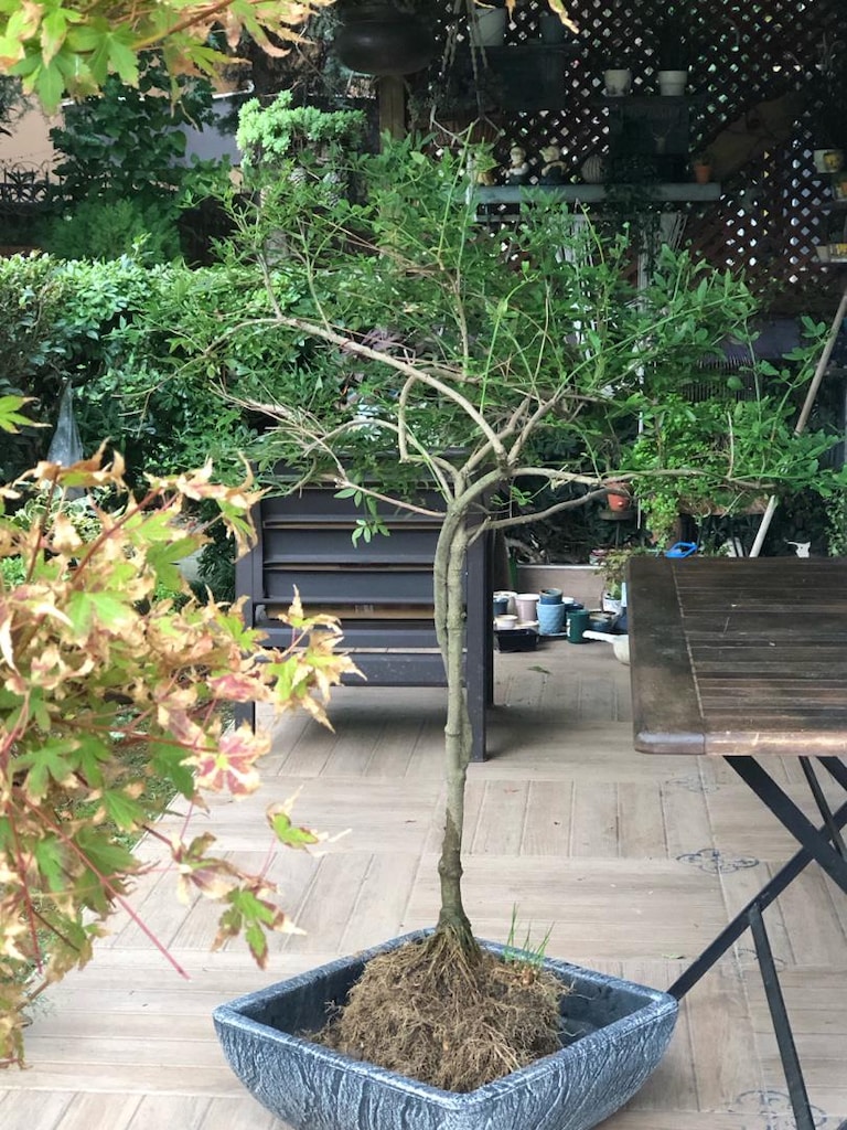 Sarı Yasemin Bitkisi Bonsai Formunda - 3