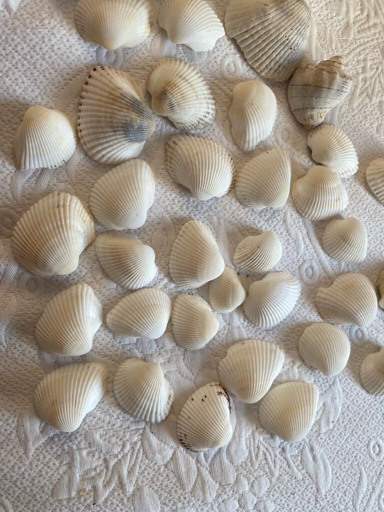 Deniz Kabukları ve Akvaryum Taşları Seti - 2