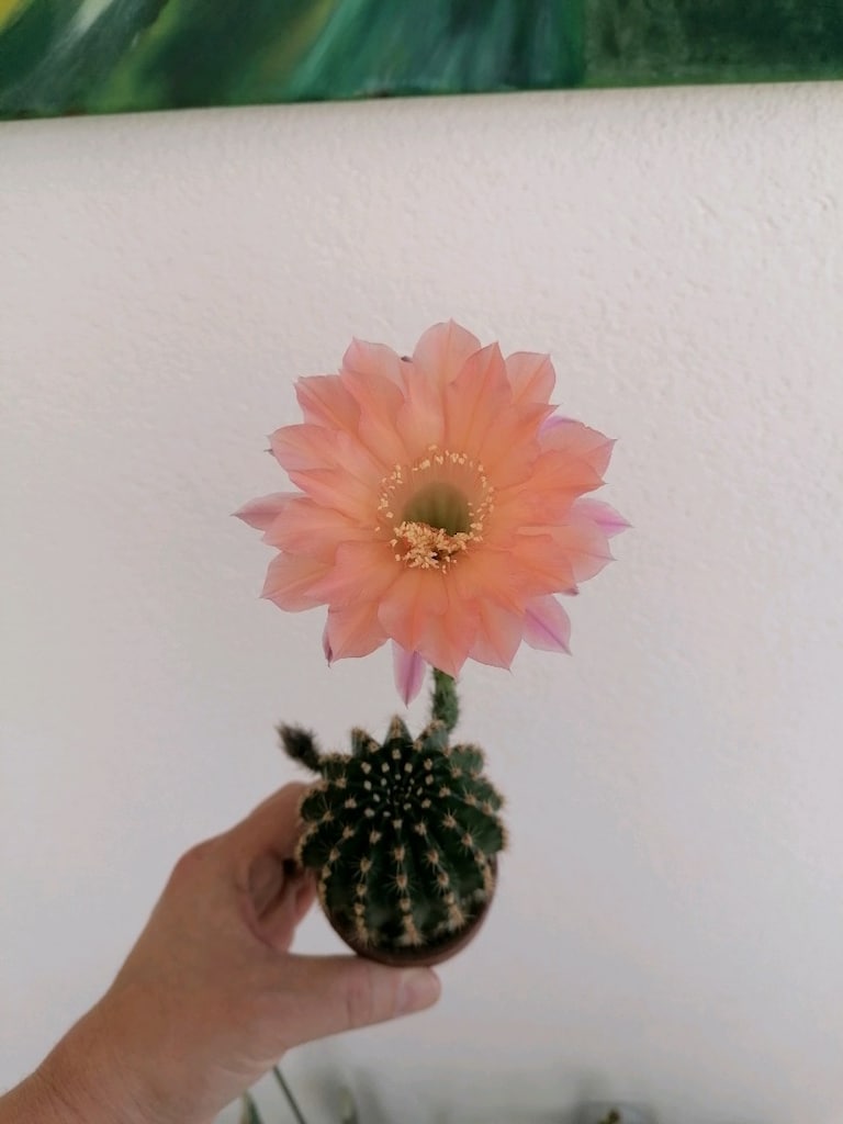 Echinopsis Hibrit - 5
