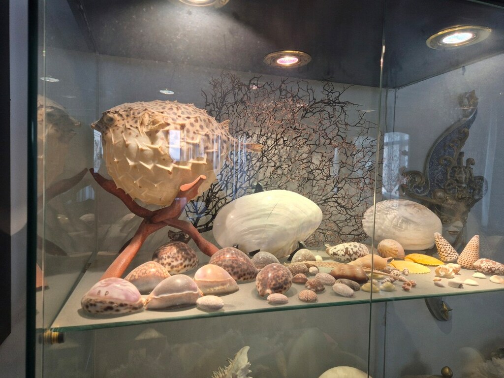 Koleksiyon deniz ürünleri vitrini - 8