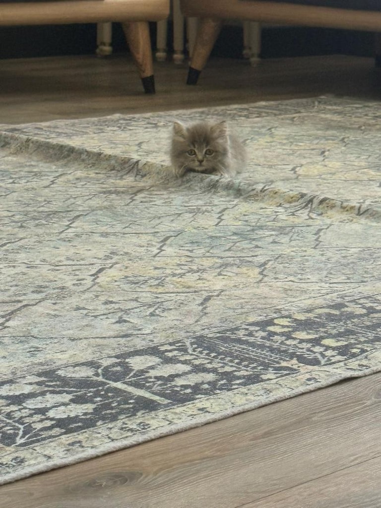 Orijinal British longhair 2 aylik