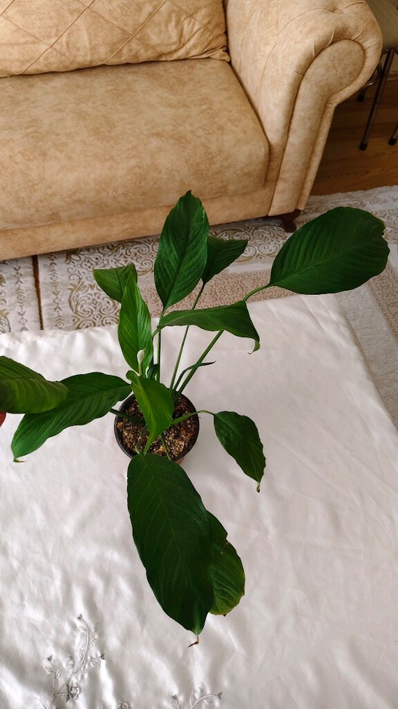 acil satlık solan çiçeyim - 3