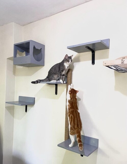 kedi platformu