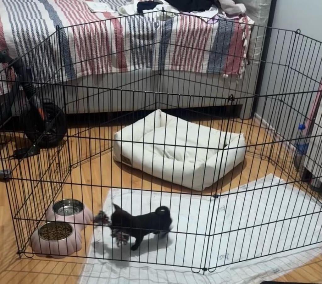 köpek çiti - 3