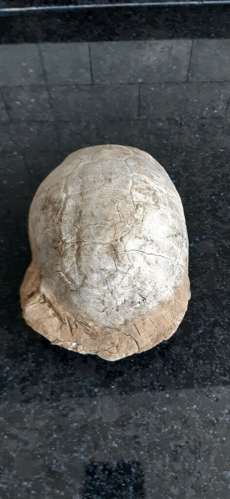 kaplumbağa kostümü - 2