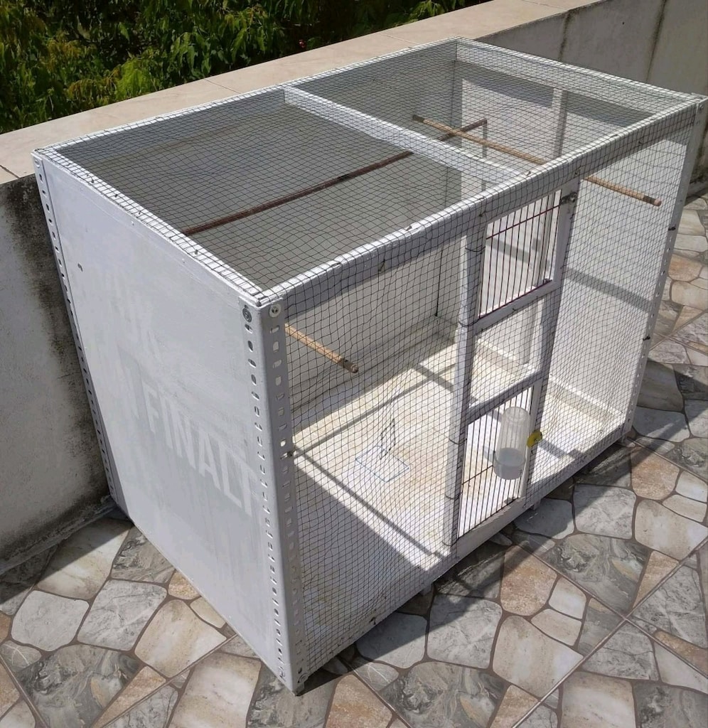 salmagüvercin muhabbet kuşu tafşan için uygundur - 2