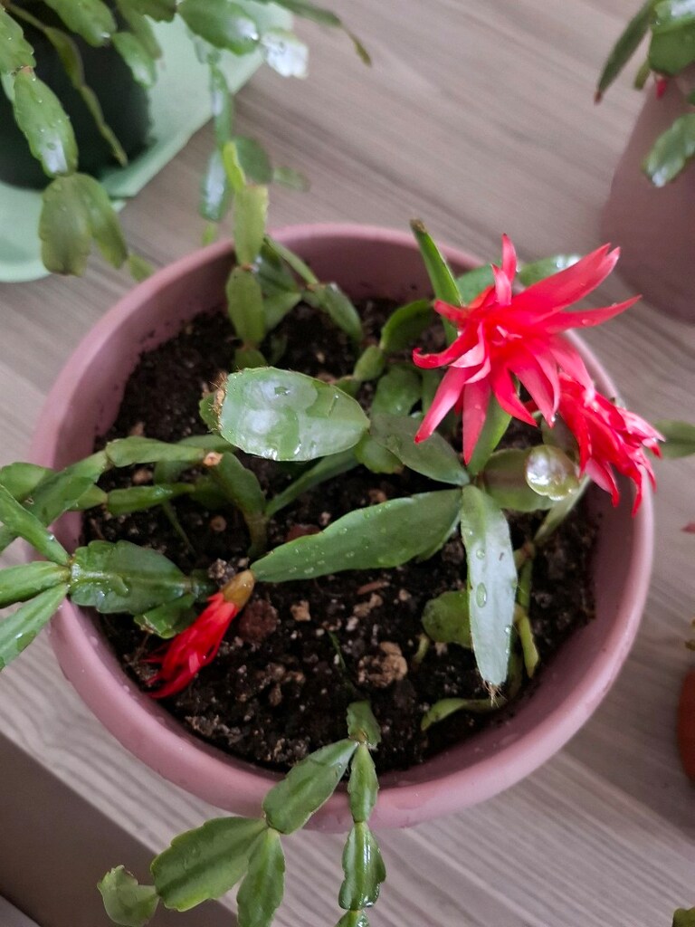 Canlı çiçekler ( tanesi 250₺) - 12