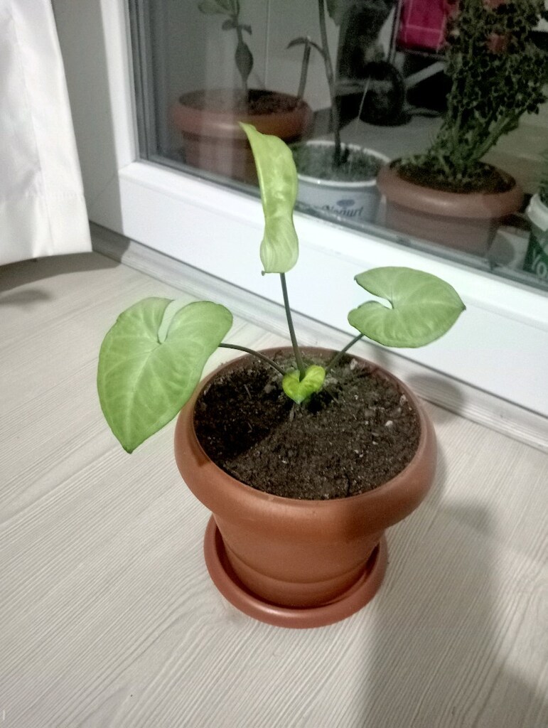 MELEK KANADİ ÇİÇEĞİ - 2