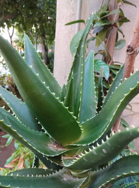 alovera