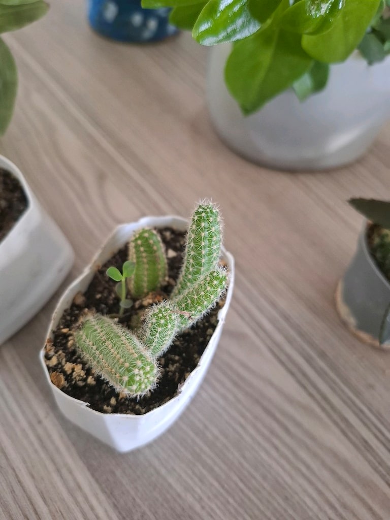 Hepsi 100₺ 6 adet canlı çiçek - 12