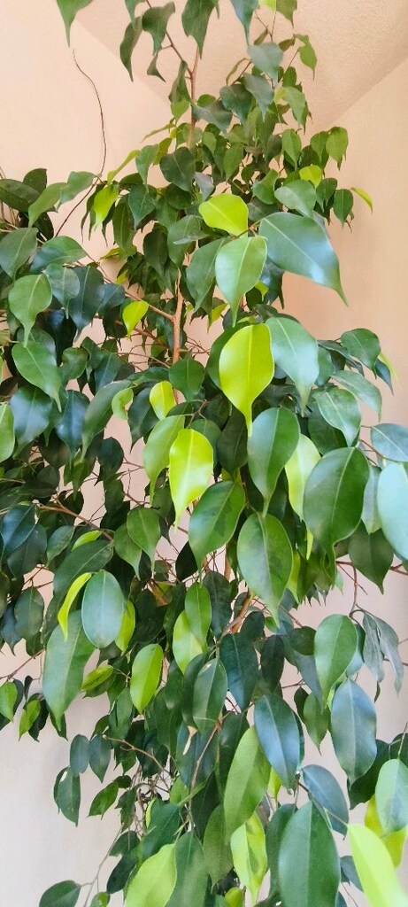 Ficus Benjamin - 2