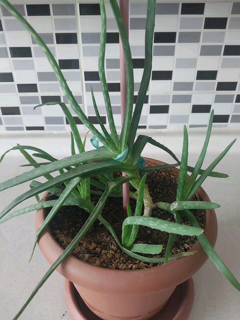 Aloe Vera - 2