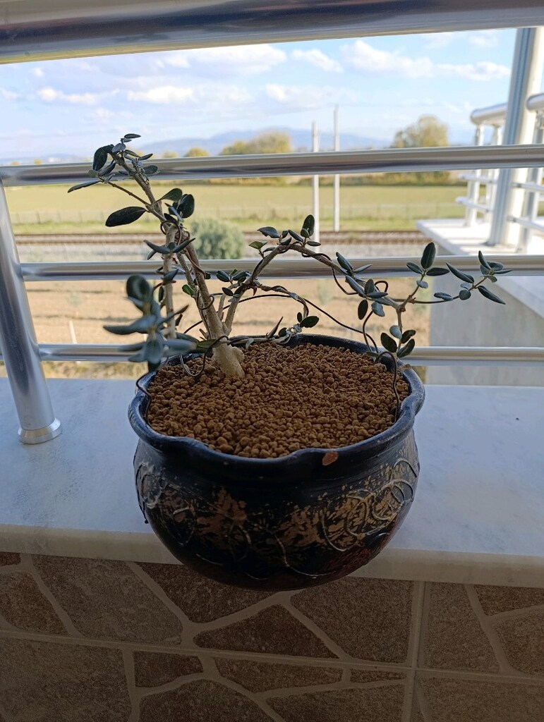 bonsai - 2