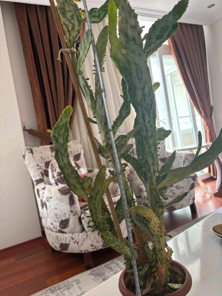 Canlı çiçek - 4