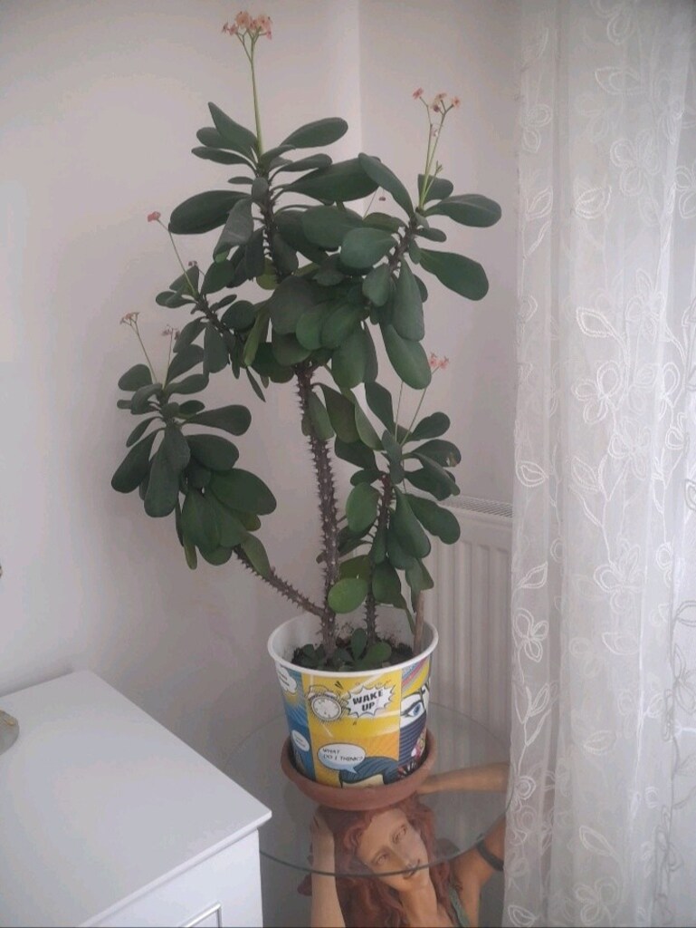 Dikenler Tacı çiçeği 90 CM boyunda - 3