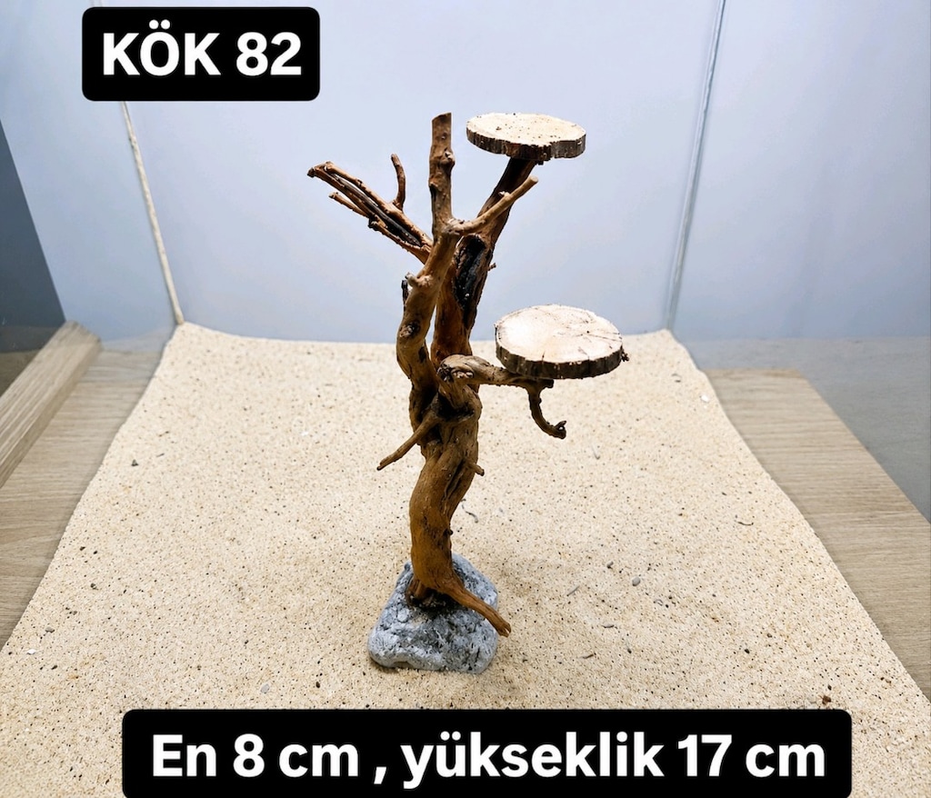 akvaryum kök - 6