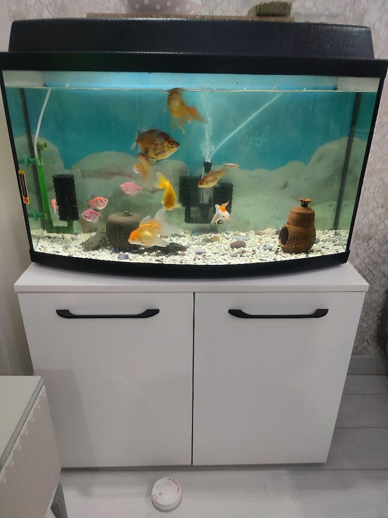 80 cm oval akvaryum, dolap, balıklar ve aksesuarlar - 4
