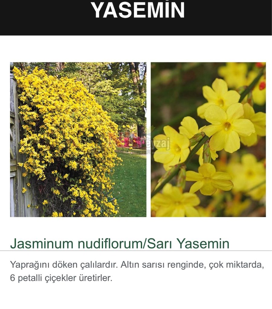 Sarı Yasemin Bitkisi Bonsai Formunda - 11