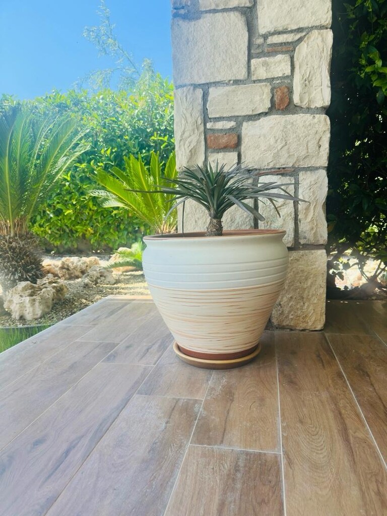 saksı bitki - 3