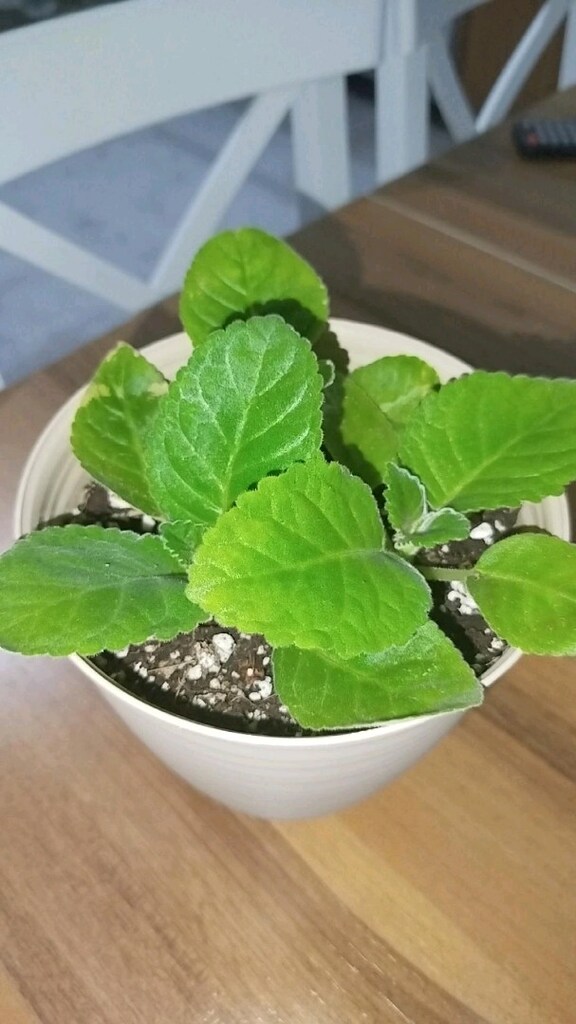 Gloxsinya fidesi iki adet - 5