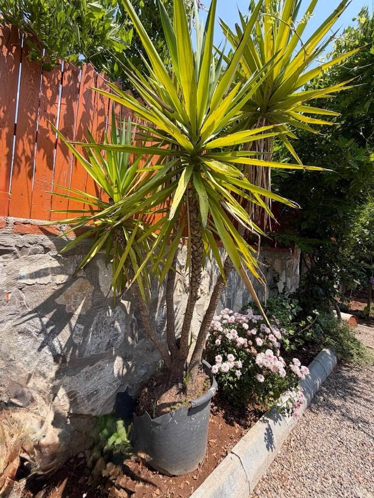 Yaklaşık 2,5-3 metre Büyük Yuka (Yucca) Ağacı – Avize Ağacı -Dekoratif