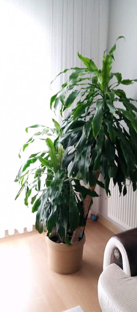büyük çok gövdeli dracaena - 2